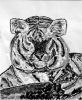Dateiname=Sven_Hasieber_13J_Tiger_web.jpg
Dateigröße=38KB
Abmessungen: 575x700
hinzugefügt am: 09. Februar 2011 Sven_Hasieber_13J_Tiger_web.jpg